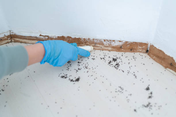 Best Affordable Pest Control Services  in Yazoo City, MS