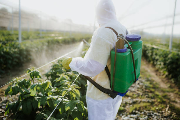 Best Affordable Pest Control Services  in Yazoo City, MS